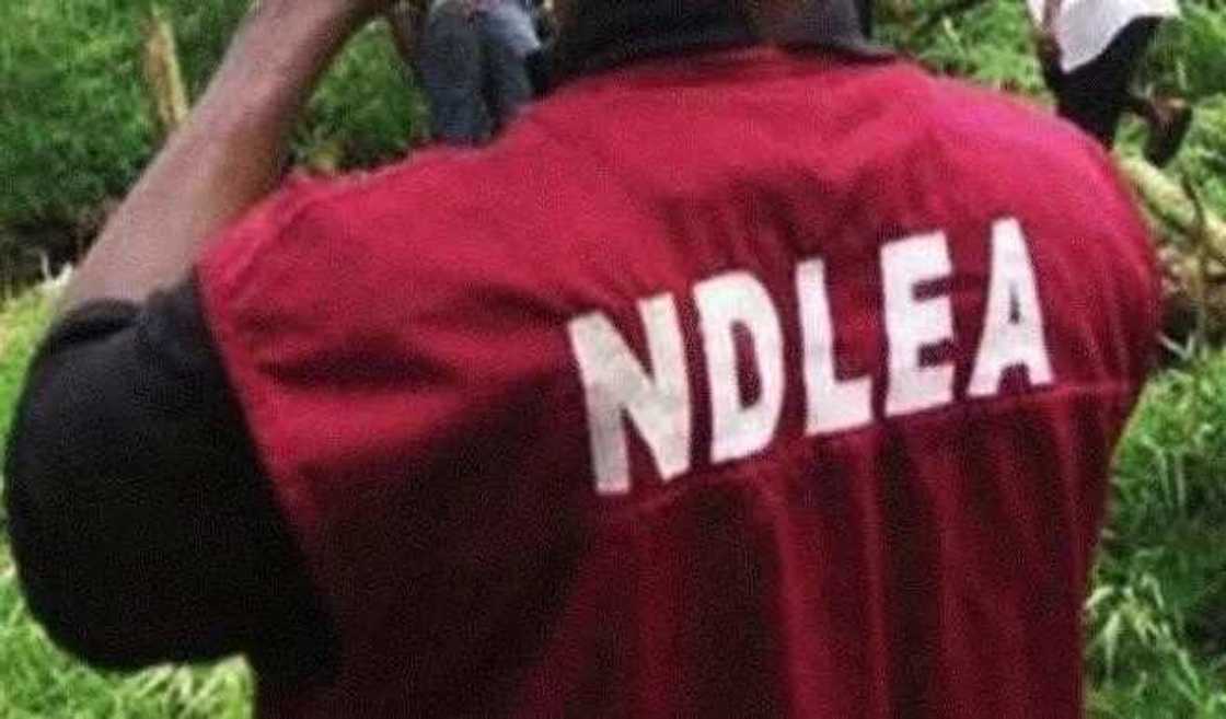 Hukumar NDLEA ta bankado wiwi na N20m a Jihar Edo