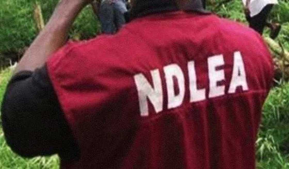 Hukumar NDLEA ta bankado wiwi na N20m a Jihar Edo Hukumar NDLEA ta bankado wiwi na N20m a Jihar Edo
