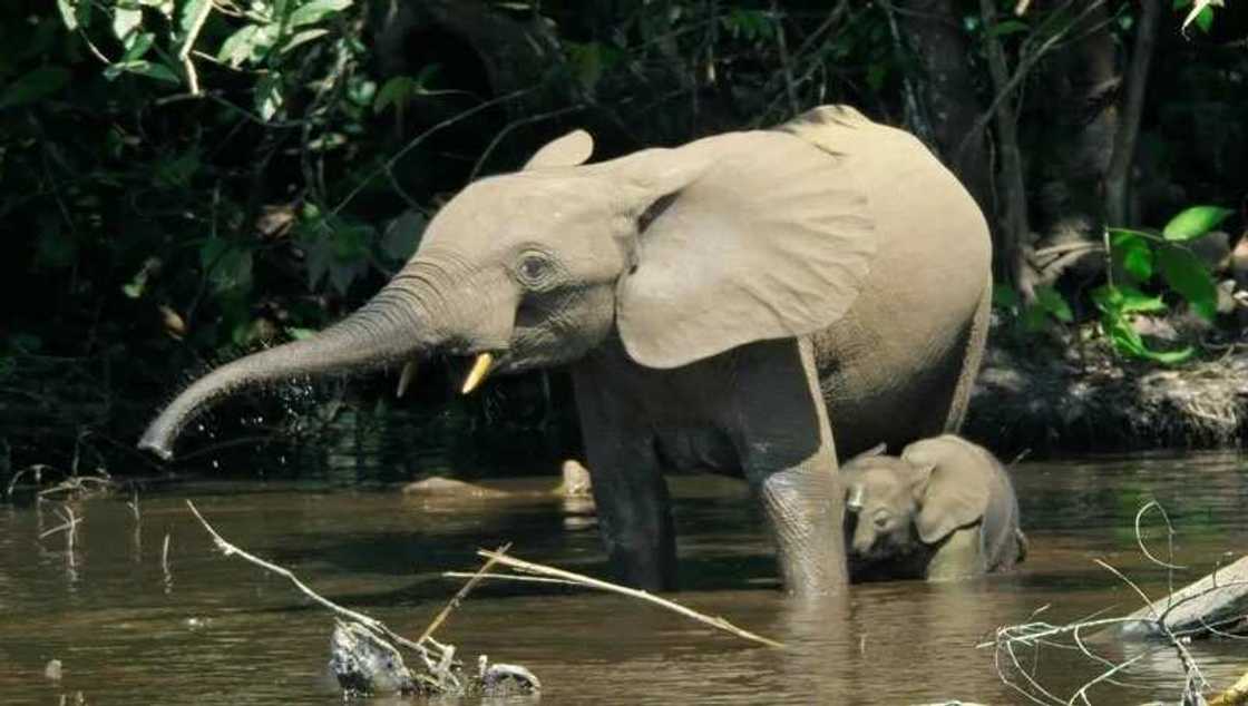 Cross River in Nigeria