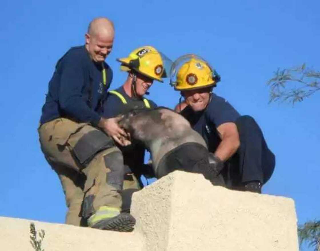 Abin dariya: Ya makale a bututun hayakin gidansa Abin dariya: Ya makale a bututun hayakin gidansa