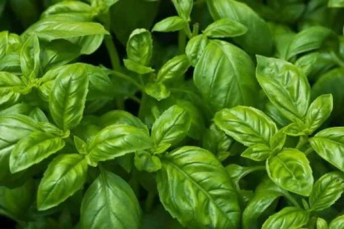 Basil in Yoruba Basil in Yoruba