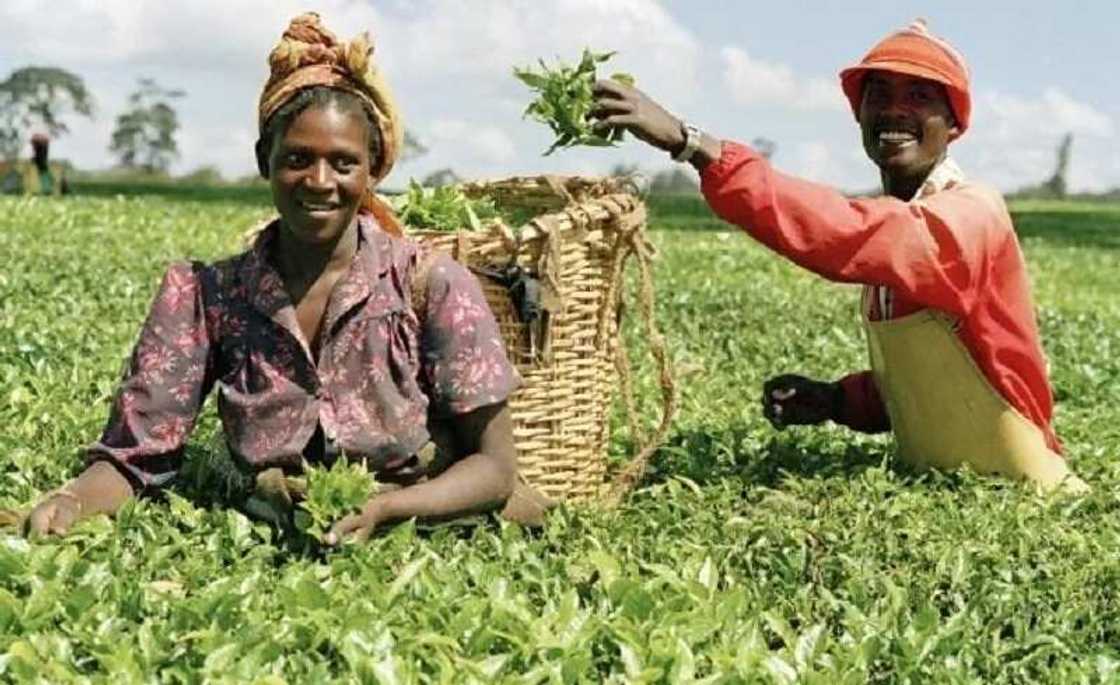 World Bank approves $200 million loan for Nigeria to boost Agriculture World Bank approves $200 million loan for Nigeria to boost Agriculture