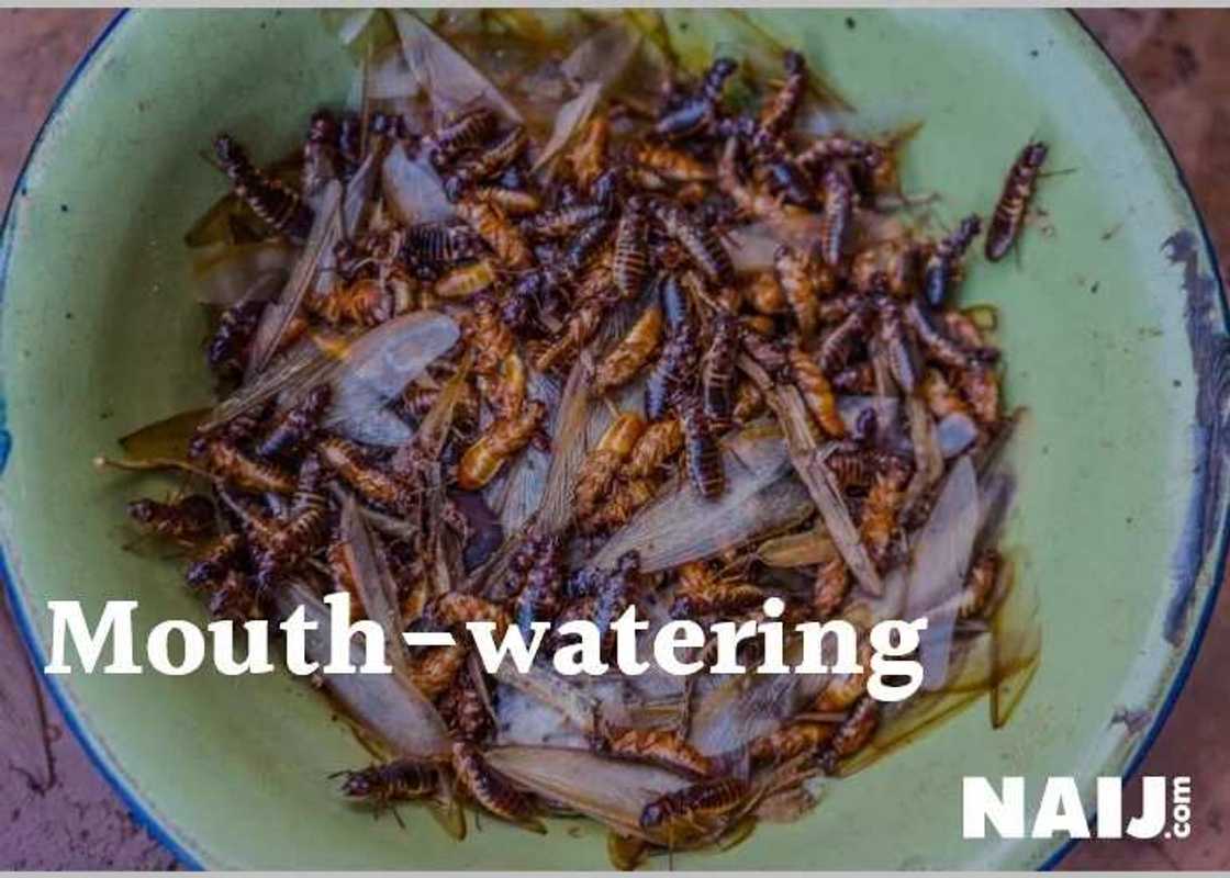 5 delicious insects Nigerians eat as delicacy (photos)