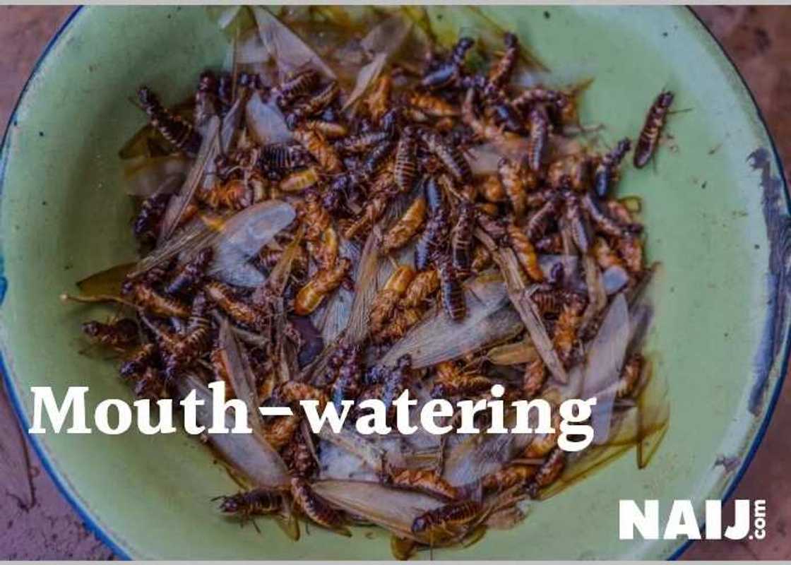 5 delicious insects Nigerians eat as delicacy (photos) 5 delicious insects Nigerians eat as delicacy (photos)