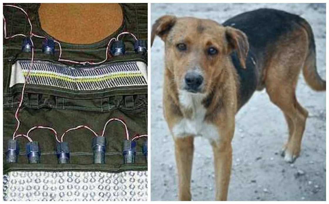 BREAKING: Dog dies fighting teenage bomber at Maiduguri wedding party BREAKING: Dog dies fighting teenage bomber at Maiduguri wedding party