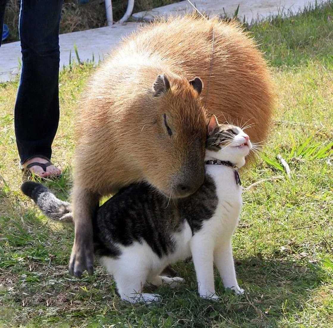 7. Capybara 7. Capybara