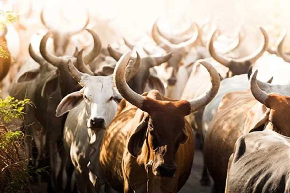 Kotu ta umurci wani babba sojan ruwa mai ritaya ya biya wani makiyayi diyyar Naira miliyan N9m akan tsare masa shanu 42 Kotu ta umurci wani babba sojan ruwa mai ritaya ya biya wani makiyayi diyyar Naira miliyan N9m akan tsare masa shanu 42