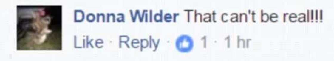 GIANT bullfrog GIANT bullfrog