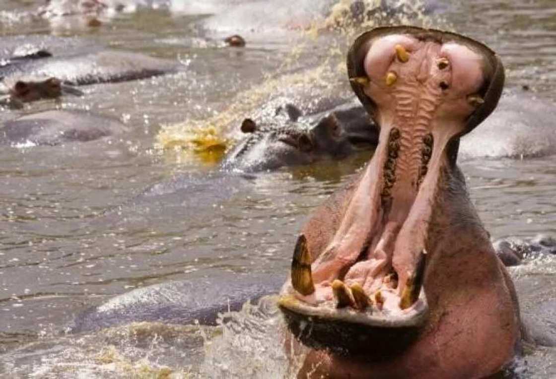 Top 20 Largest Rivers in Africa Top 20 Largest Rivers in Africa