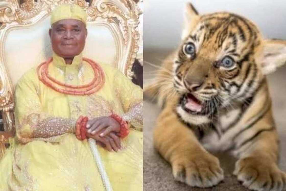 Igbinedion gives Oba of Benin 7-month tiger (photo)