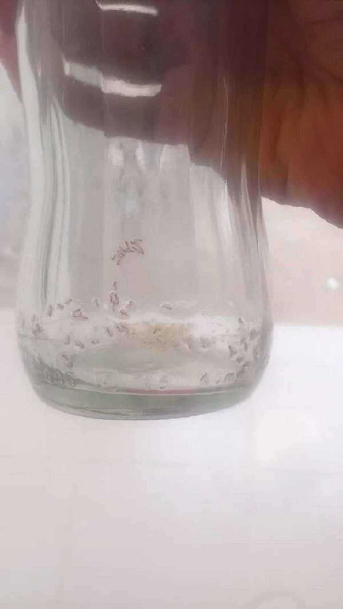 Man finds ant inside 'fake' Cocacola drink Man finds ant inside 'fake' Cocacola drink
