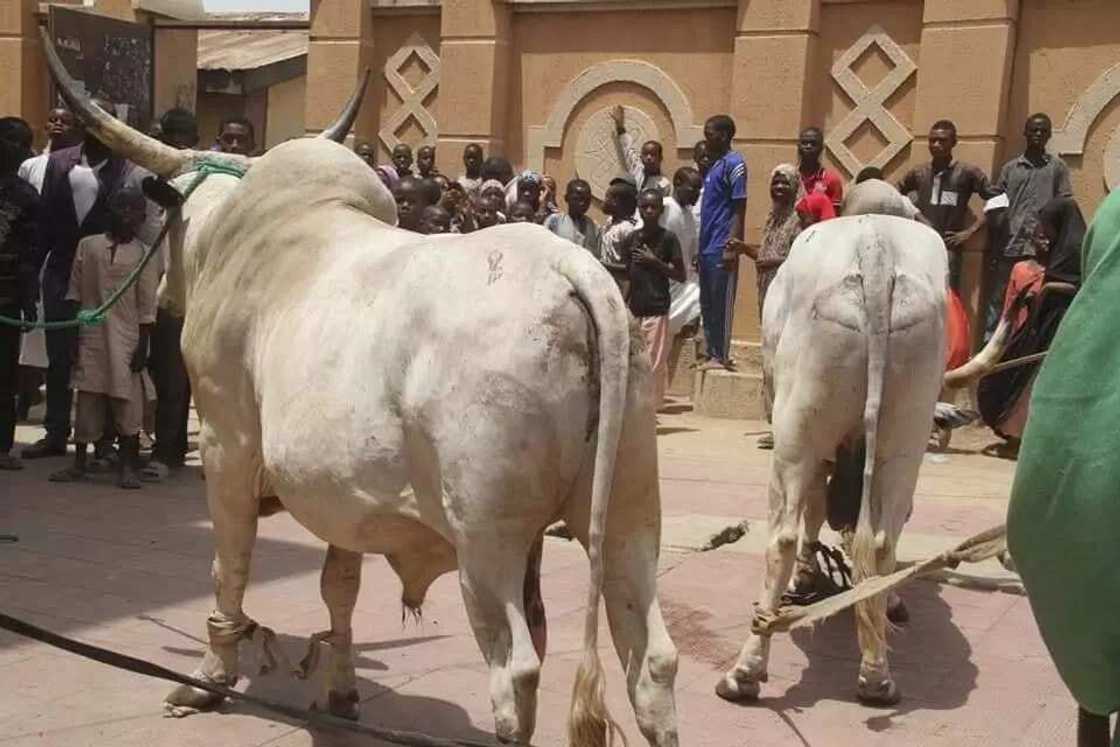 A karamci irin na Sarkin Bauchi ya baiwa shugaba Buhari muhimman kyautuka guda biyu (Hotuna) A karamci irin na Sarkin Bauchi ya baiwa shugaba Buhari muhimman kyautuka guda biyu (Hotuna)