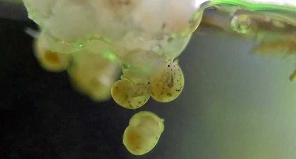 tiny snails tiny snails