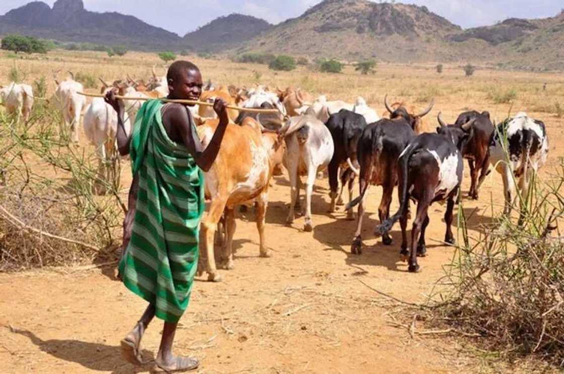 Fulani Herdsmen and their history