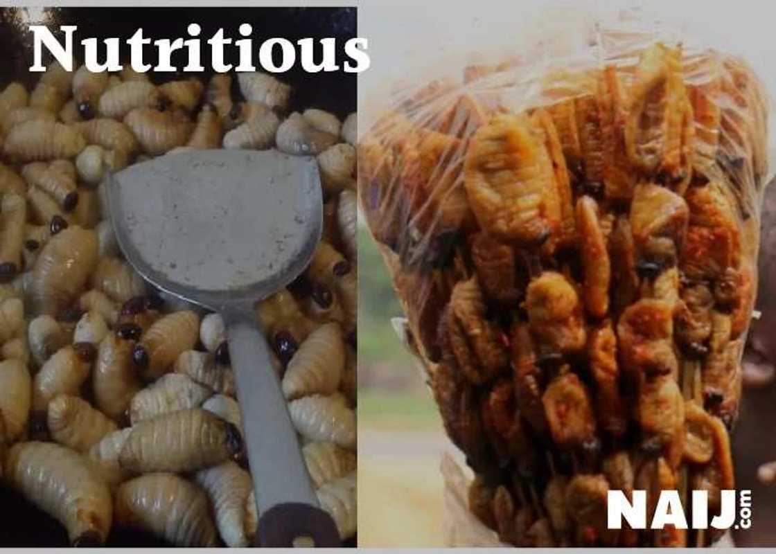 5 delicious insects Nigerians eat as delicacy (photos) 5 delicious insects Nigerians eat as delicacy (photos)
