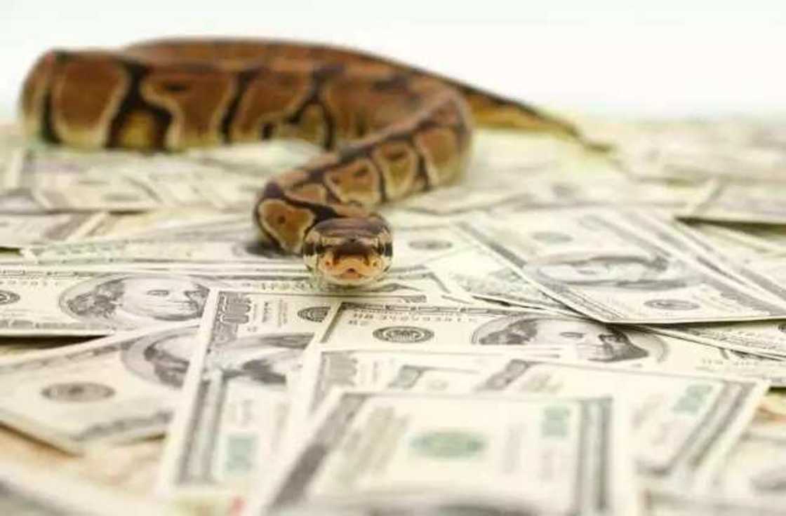Snake in JAMB office swallowed N36 million: Nigerians react Snake in JAMB office swallowed N36 million: Nigerians react