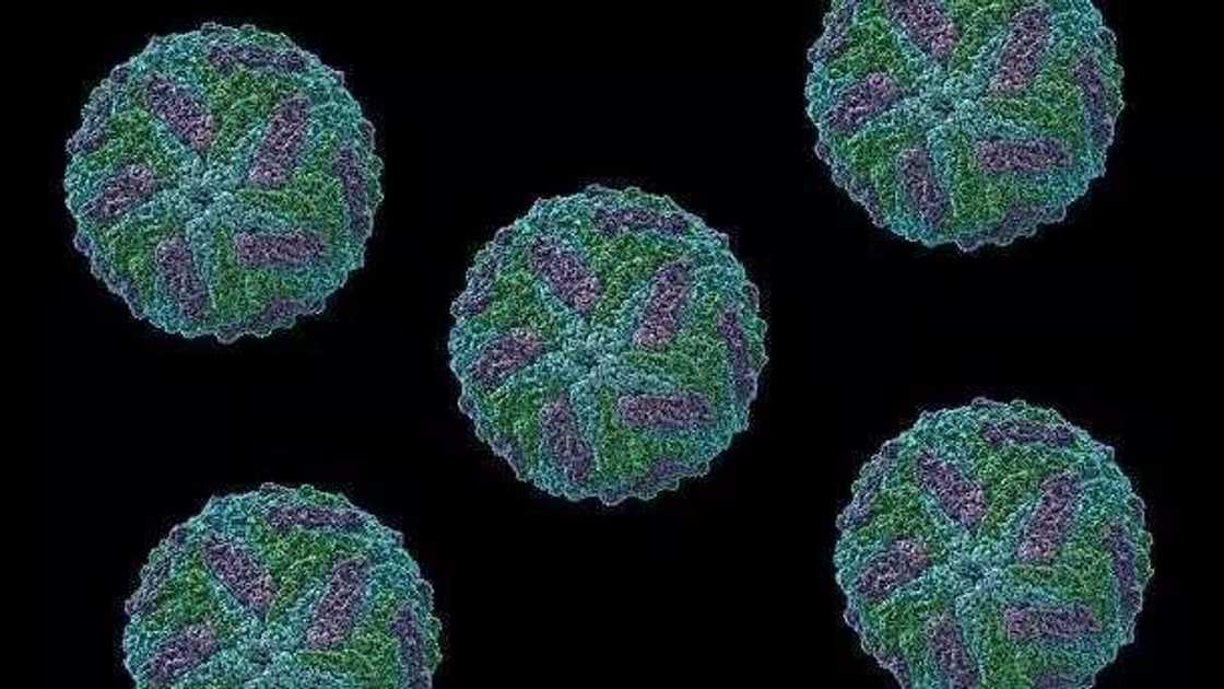 Cutar mura mai karfi wacce zata iya sanadiyyar mutum milyan 300 su rasa ransu ta bulla a duniya Cutar mura mai karfi wacce zata iya sanadiyyar mutum milyan 300 su rasa ransu ta bulla a duniya