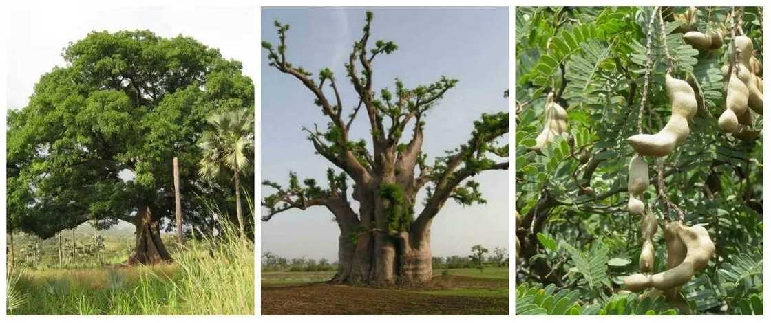 Economic trees Economic trees