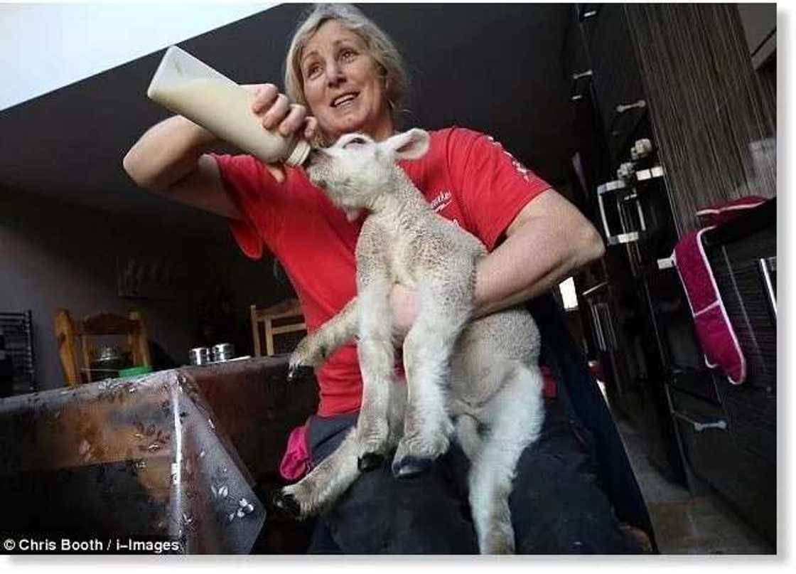 Abin ala’ajabi: Hotunan tunkiyar da aka haifa da kafafuwa 5 da rabi Abin ala’ajabi: Hotunan tunkiyar da aka haifa da kafafuwa 5 da rabi