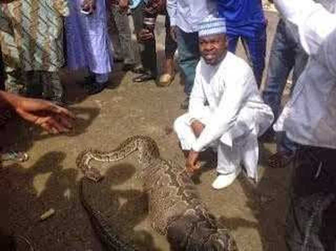 Snake swallows goat in Abuja Snake swallows goat in Abuja