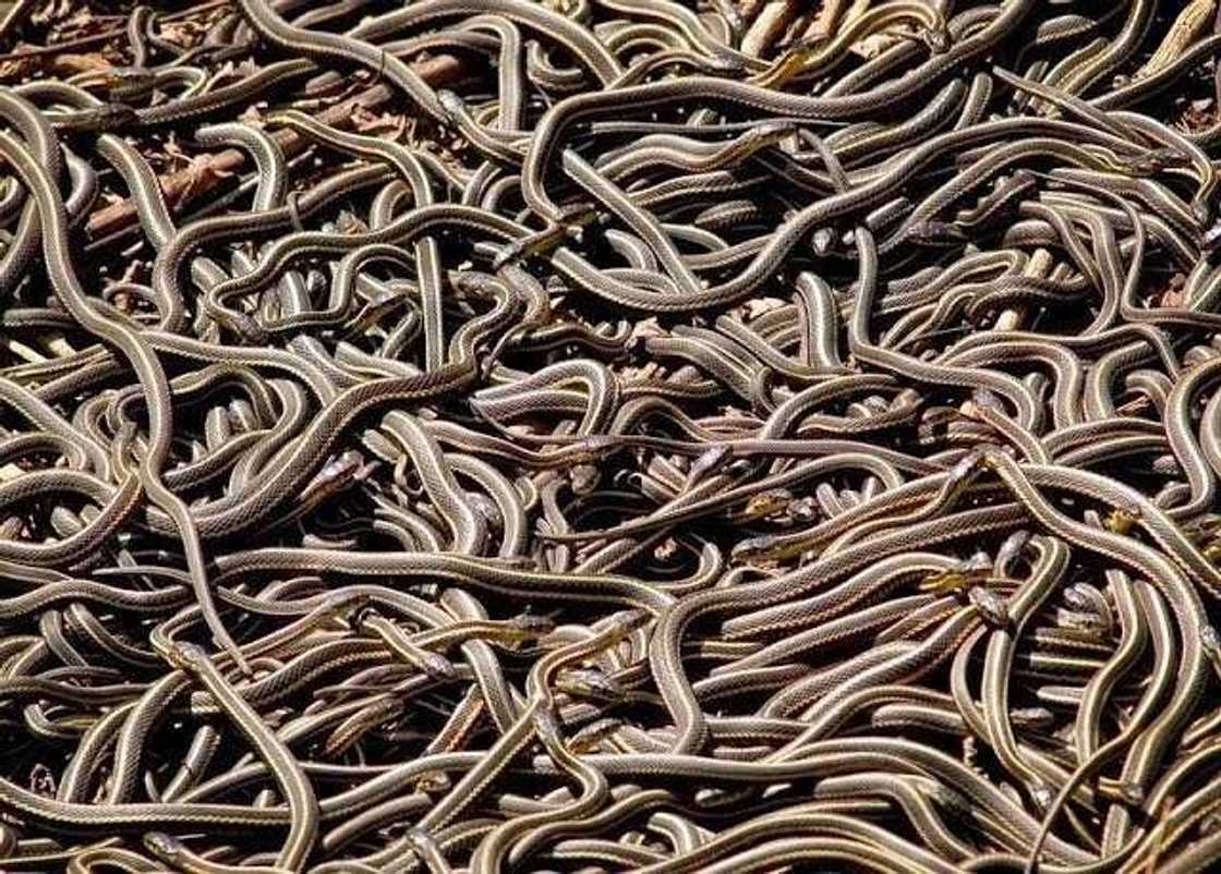 Macizai da kwadi masu gashi katan-katan da aka kama a Najeriya ashe Turai suka nufa Macizai da kwadi masu gashi katan-katan da aka kama a Najeriya ashe Turai suka nufa