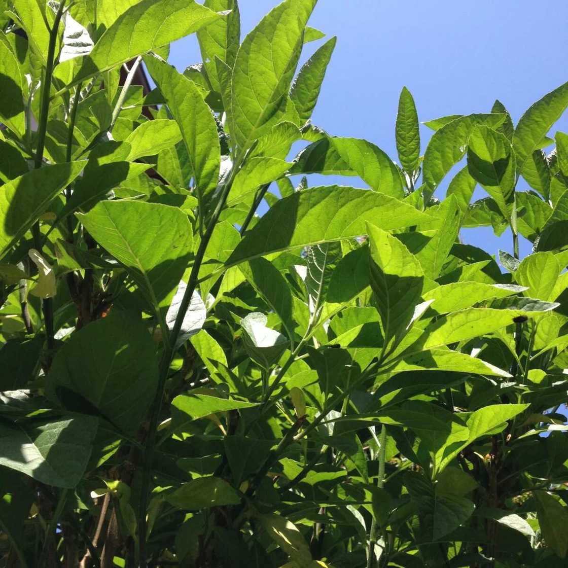 Effect of bitter leaf on the liver Effect of bitter leaf on the liver