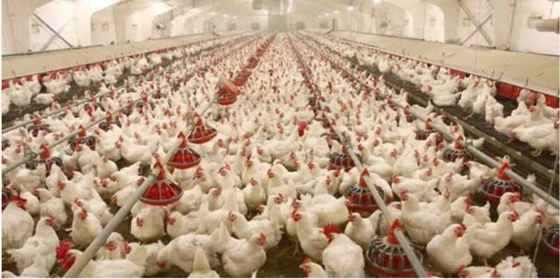 Bird flu panic: Markets, poultry farms to be disinfected by Kano state government Bird flu panic: Markets, poultry farms to be disinfected by Kano state government