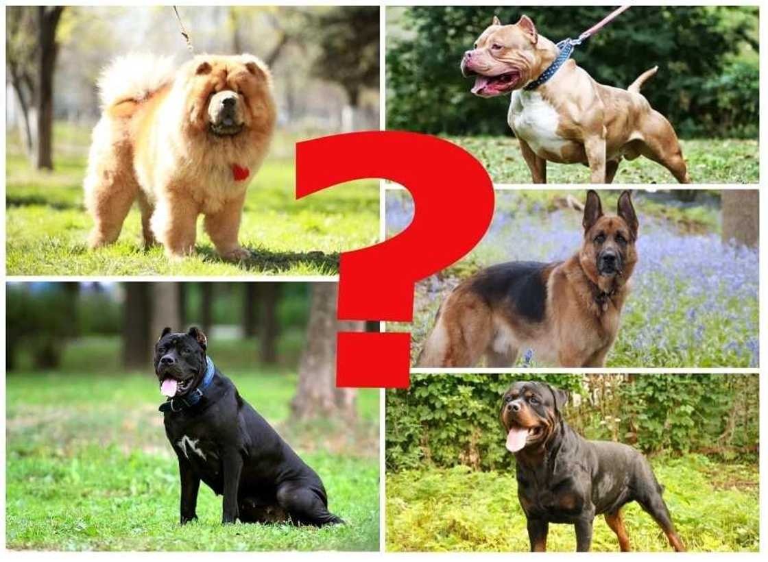 Most dangerous dog in the world Most dangerous dog in the world