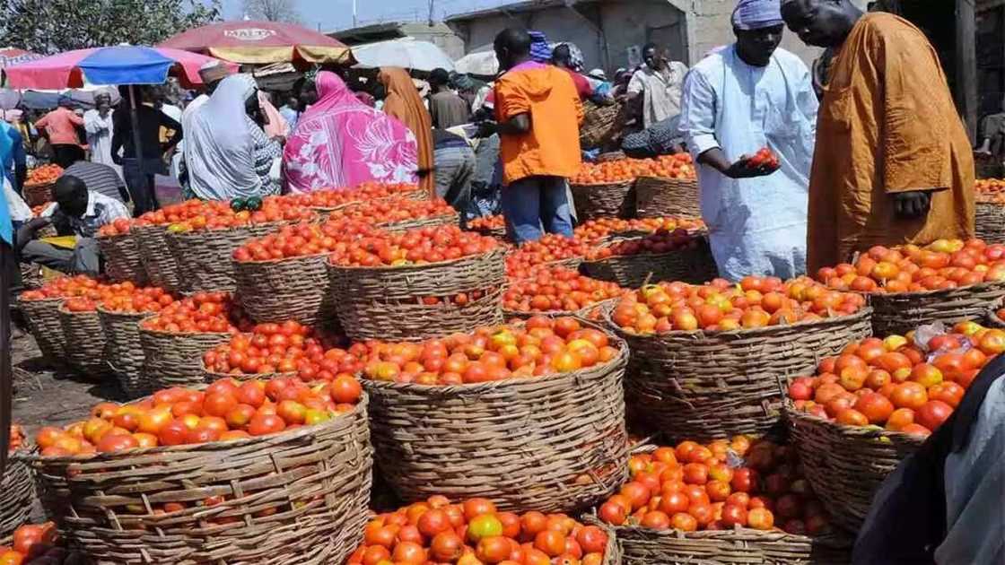 Tomatoes from Fadama 3 project