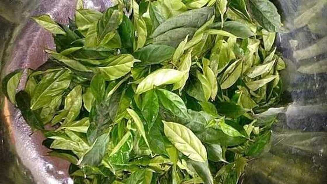 Atama leaves for making Atama soup with waterleaf Atama leaves for making Atama soup with waterleaf