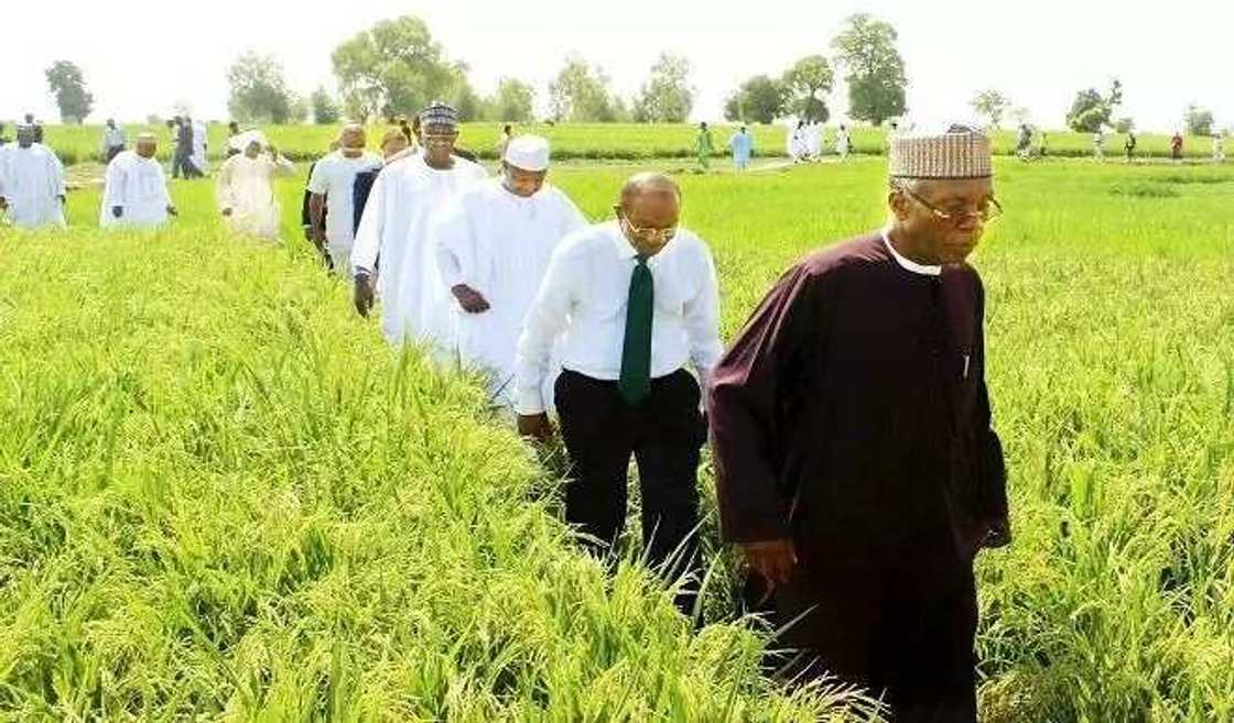 Najeriya za ta fara fitar da shinkafa kasar waje nan da shekarar 2020 Najeriya za ta fara fitar da shinkafa kasar waje nan da shekarar 2020