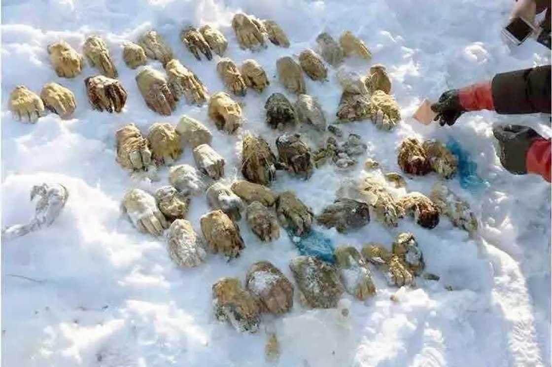 Hannayen kenan a gabar Teku Hannayen kenan a gabar Teku