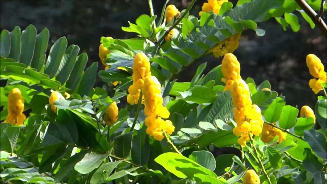 Ringworm Bush or Candle Plant (Senna Alata)