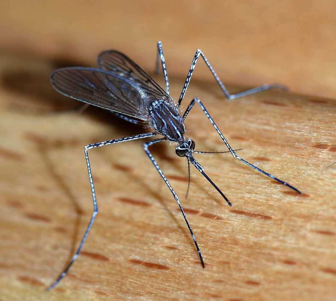 Types of insects that may be dangerous in Nigeria