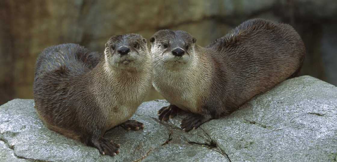 River otter River otter