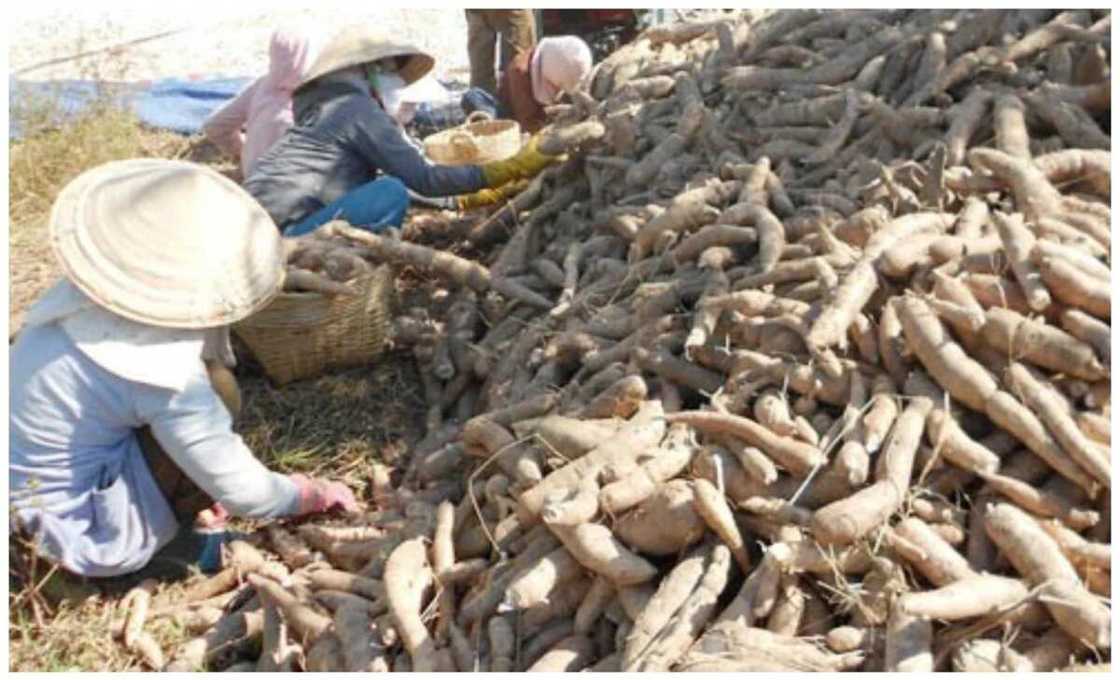 How to generate income from cassava peels cake How to generate income from cassava peels cake