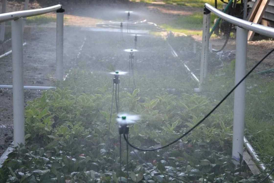 Irrigation farming in Nigeria MIST