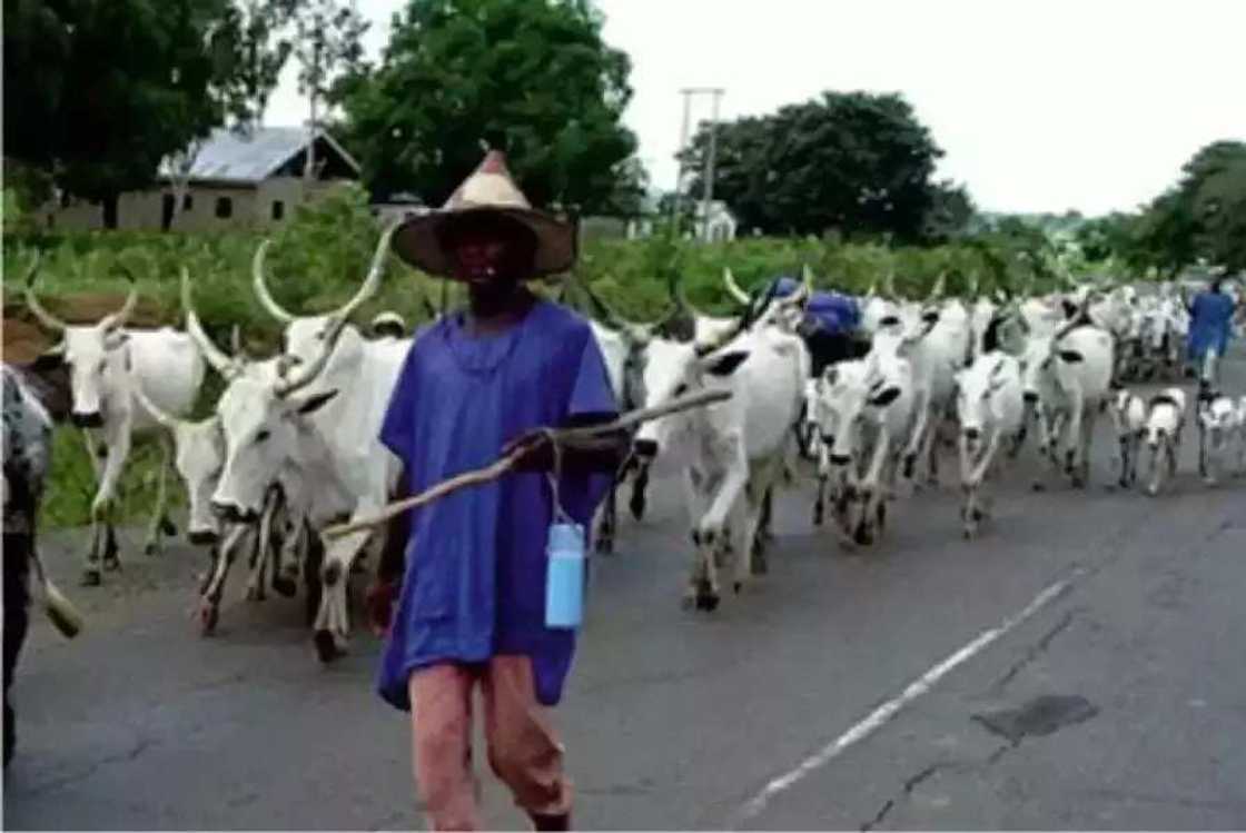 Mummunan rikici ya barke tsakanin fulani da mutanen gari, mutum 5 sun mutu a Arewa Mummunan rikici ya barke tsakanin fulani da mutanen gari, mutum 5 sun mutu a Arewa