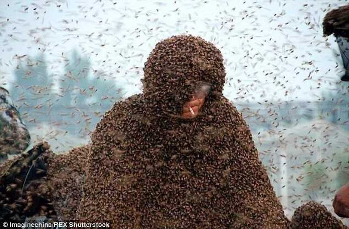 Man Covered In 100kg Of Bees Sets World Record