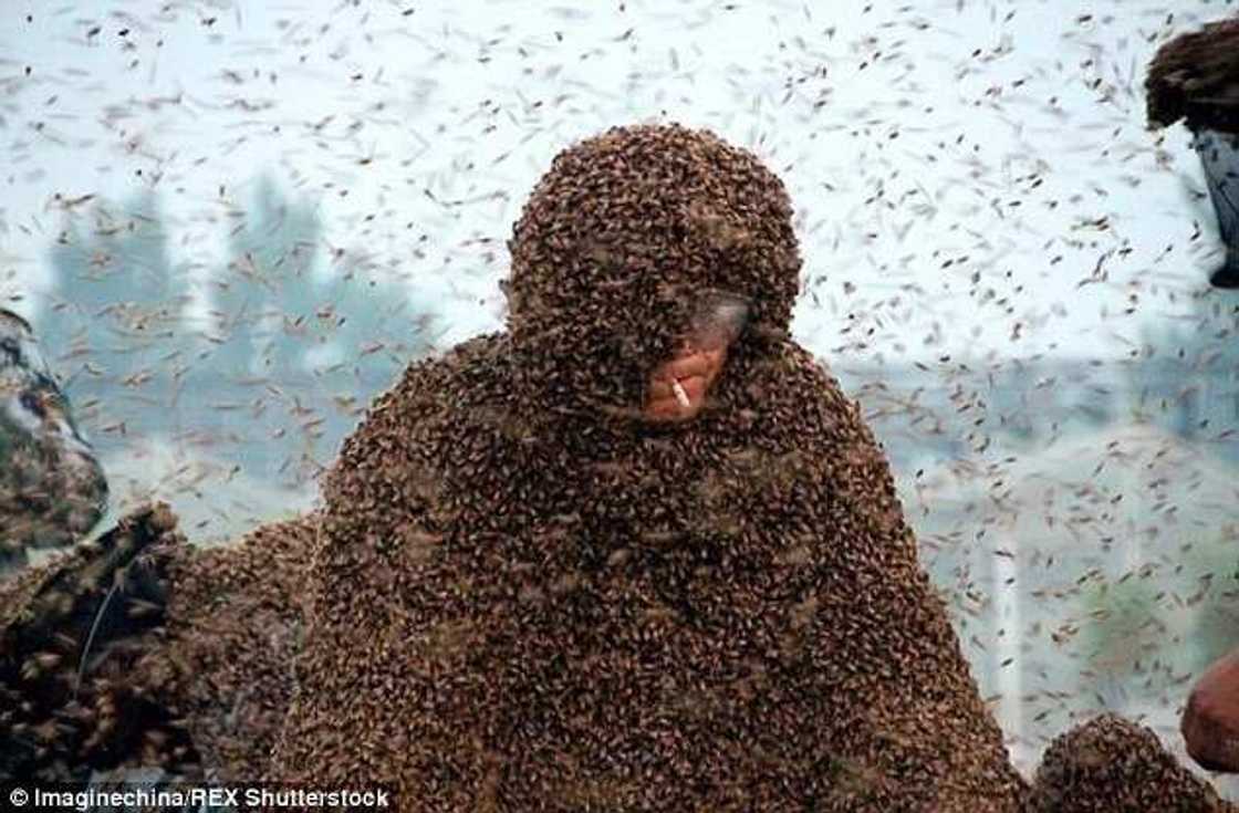 Man Covered In 100kg Of Bees Sets World Record Man Covered In 100kg Of Bees Sets World Record