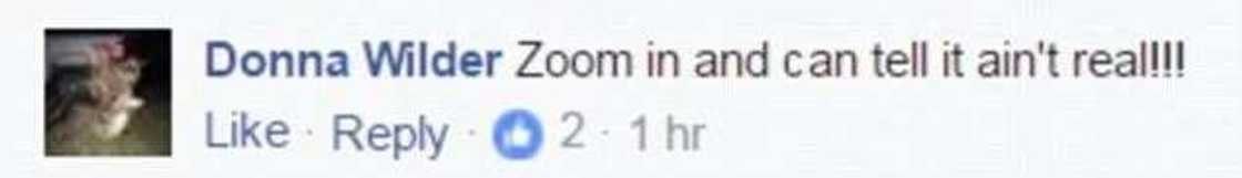 GIANT bullfrog GIANT bullfrog