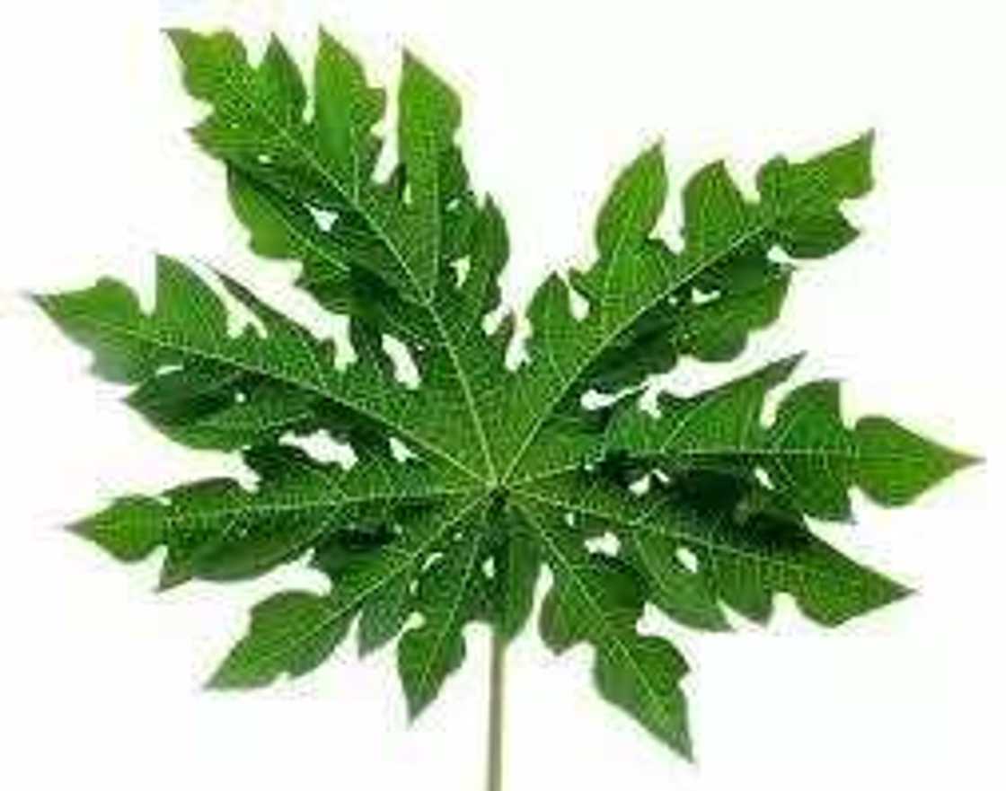 Top Ten Most Smoked/Sniffed Stuffs In Lagos State Top Ten Most Smoked/Sniffed Stuffs In Lagos State