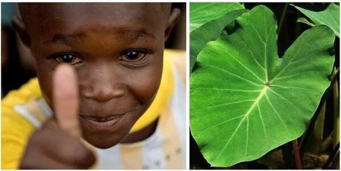 Health benefits of cocoyam leaves Health benefits of cocoyam leaves