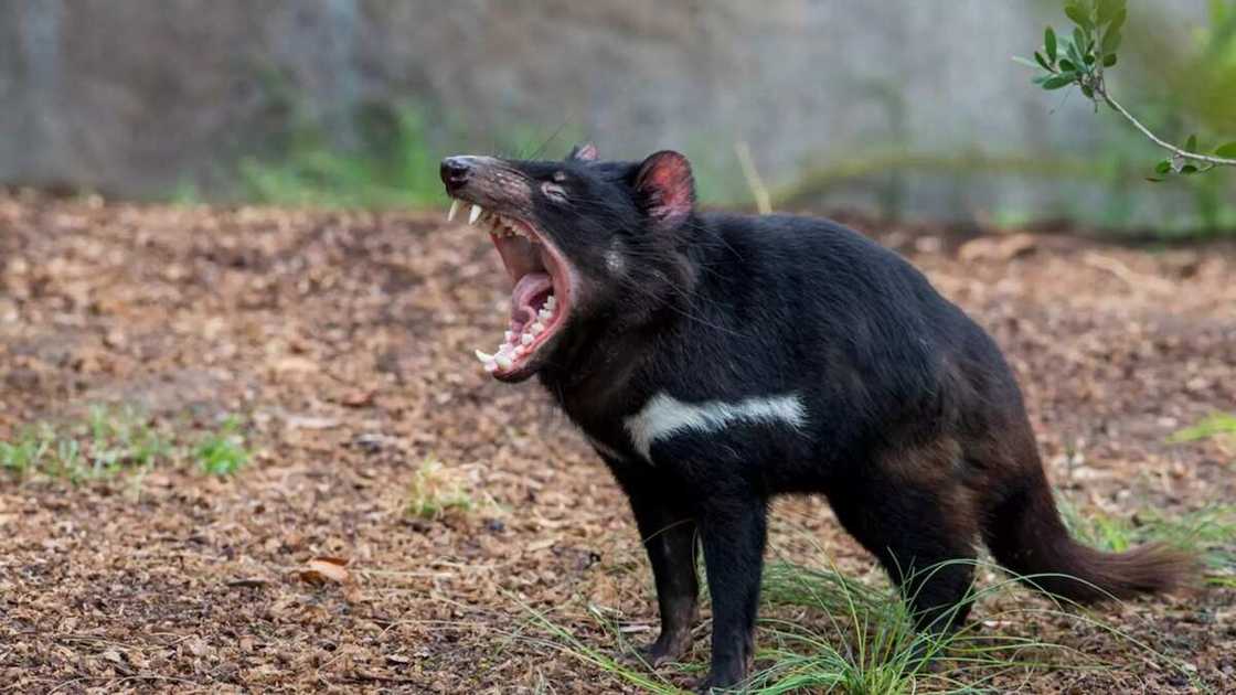 Tasmanian Devil Tasmanian Devil