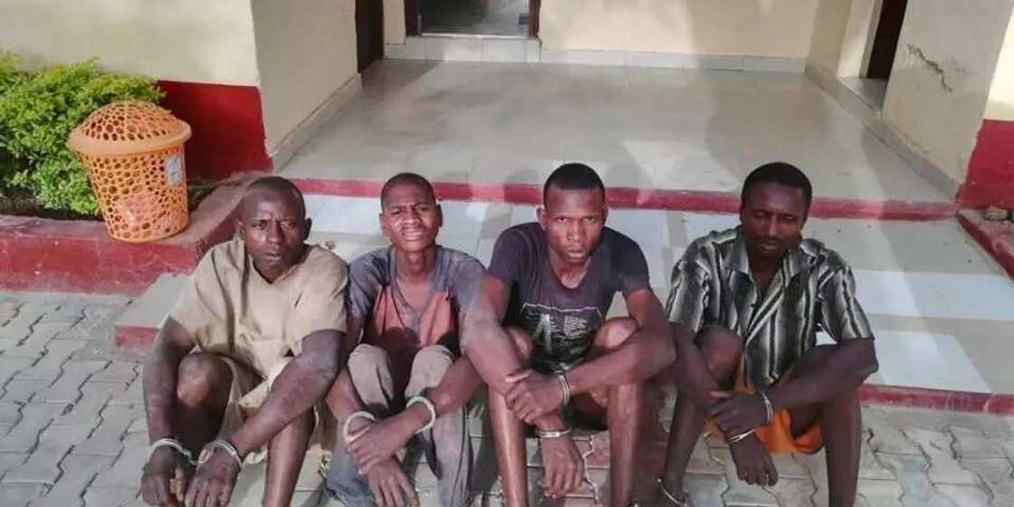 Barayin Shanu da hukumar Sojin kasa ta cafke a jihar Bauchi Barayin Shanu da hukumar Sojin kasa ta cafke a jihar Bauchi