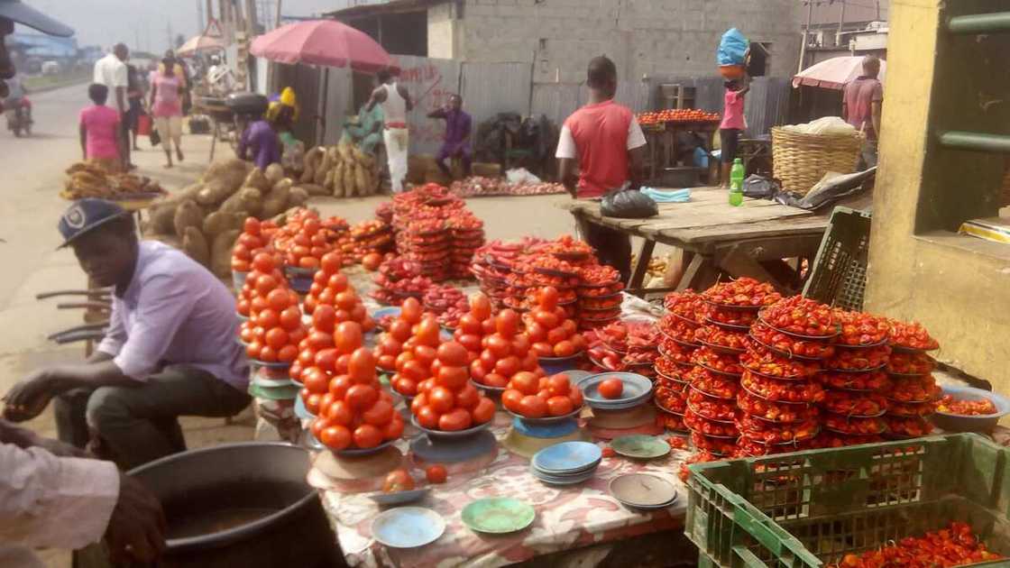 This new year, the cost price of tomato dropped while the cost price of onion is still very high. Photo credit: Esther Odili This new year, the cost price of tomato dropped while the cost price of onion is still very high. Photo credit: Esther Odili