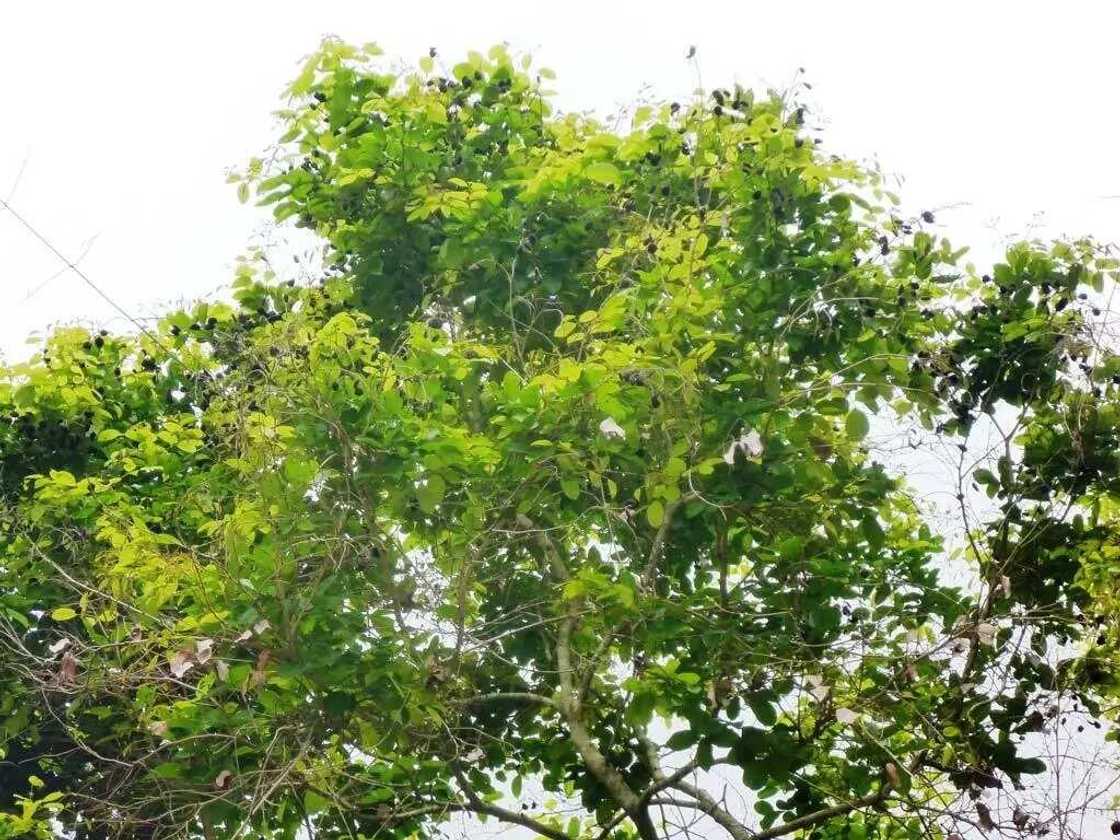 Dialium guineense Dialium guineense