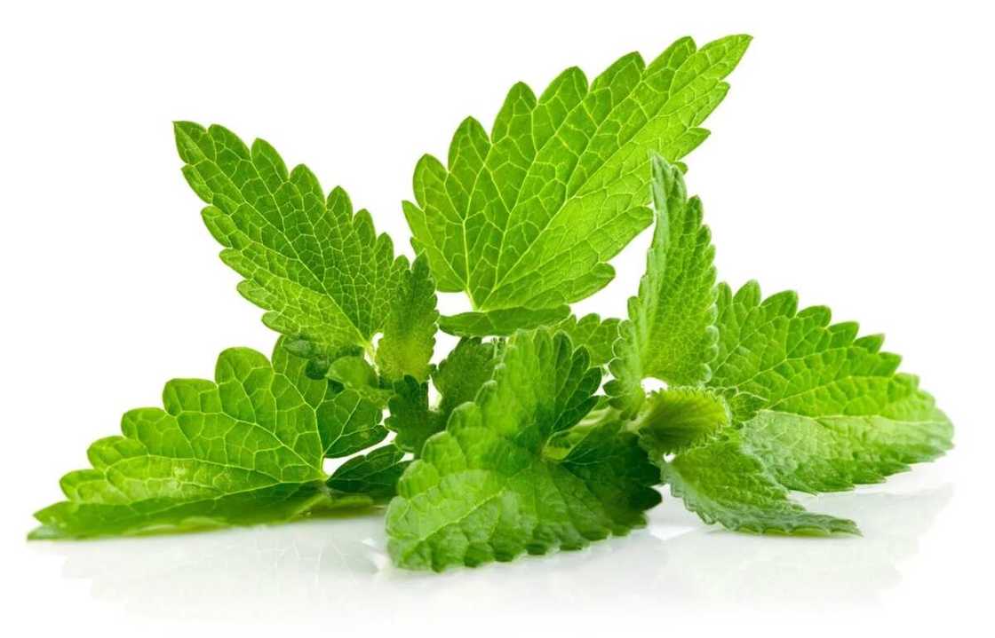 Benefits of mint leaves