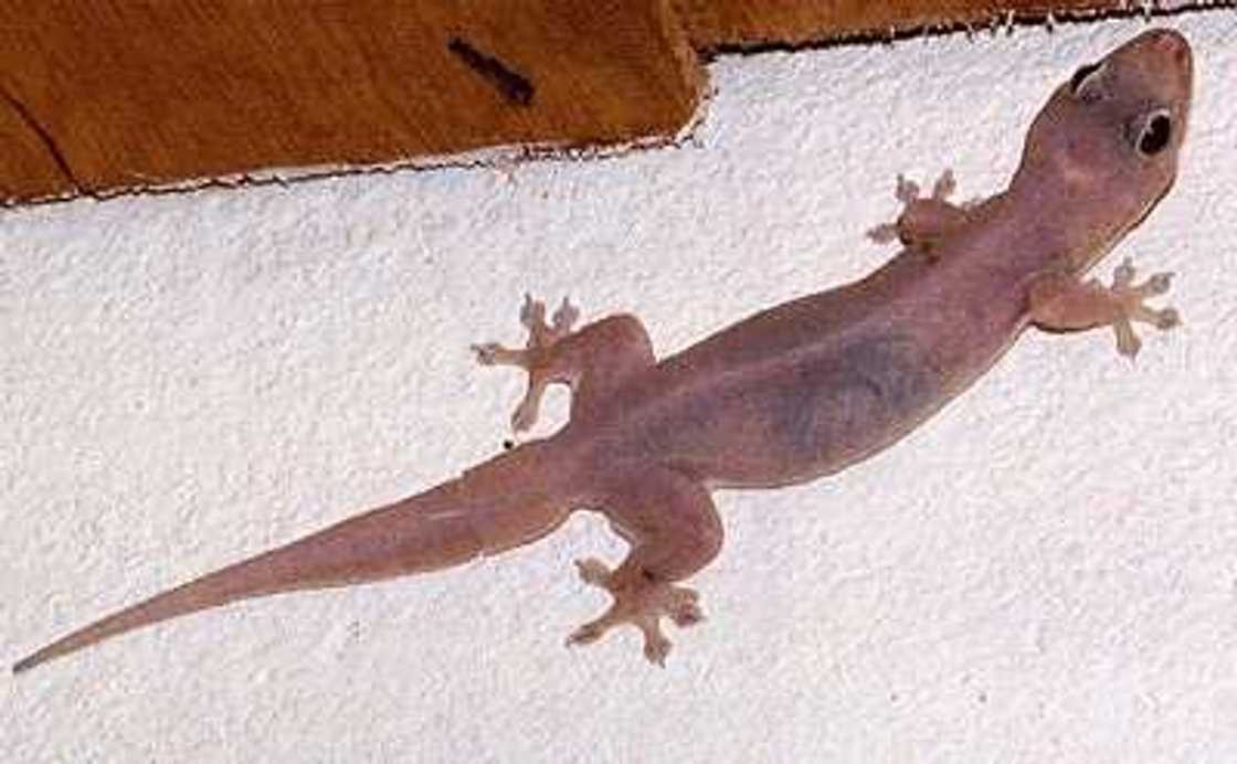 9 Nigerian superstitions that will frighten you 9 Nigerian superstitions that will frighten you