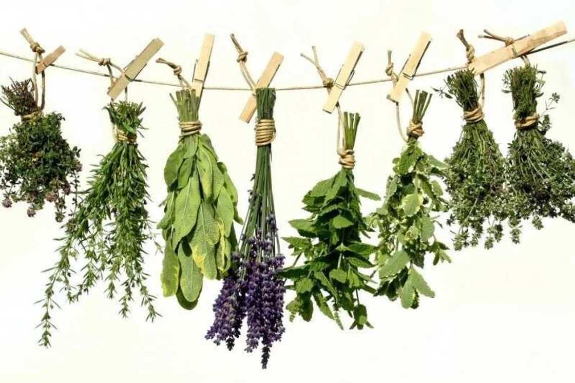 Medicinal herbs